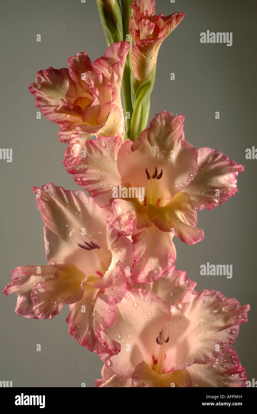 Cut pink yellow Gladiolus flower subtle colours are backlit Stock Photo