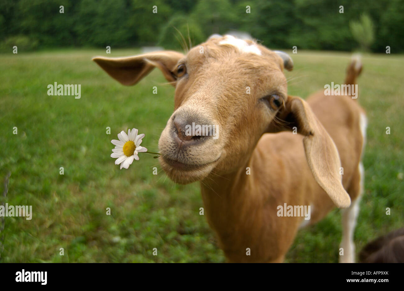 funny brown goat eating daisy Stock Photo