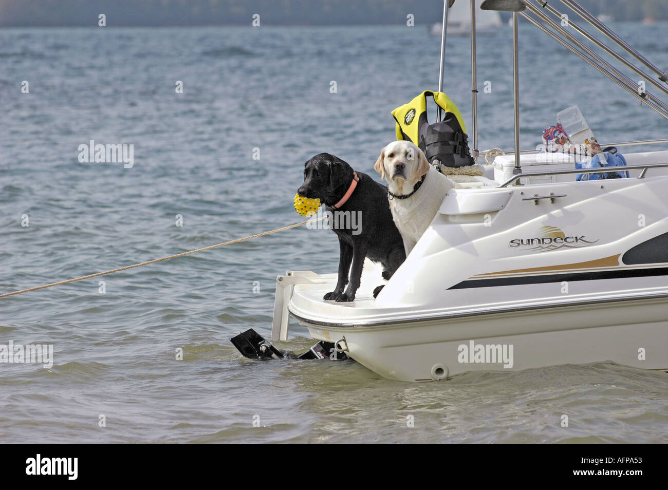 Dogs in boat hi-res stock photography and images - Alamy