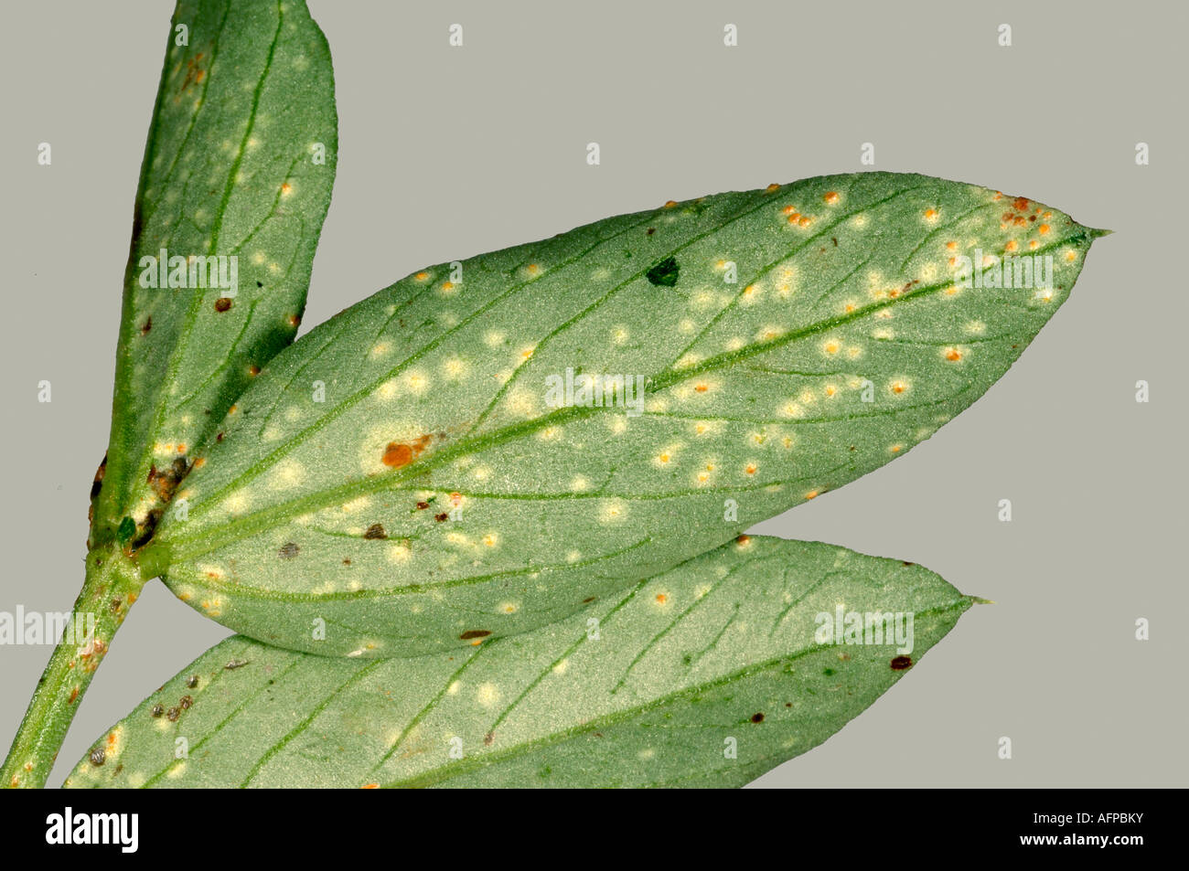 Early infection pustules of broad bean rust Uromyces fabae on broad field bean leaf Vicia faba Stock Photo