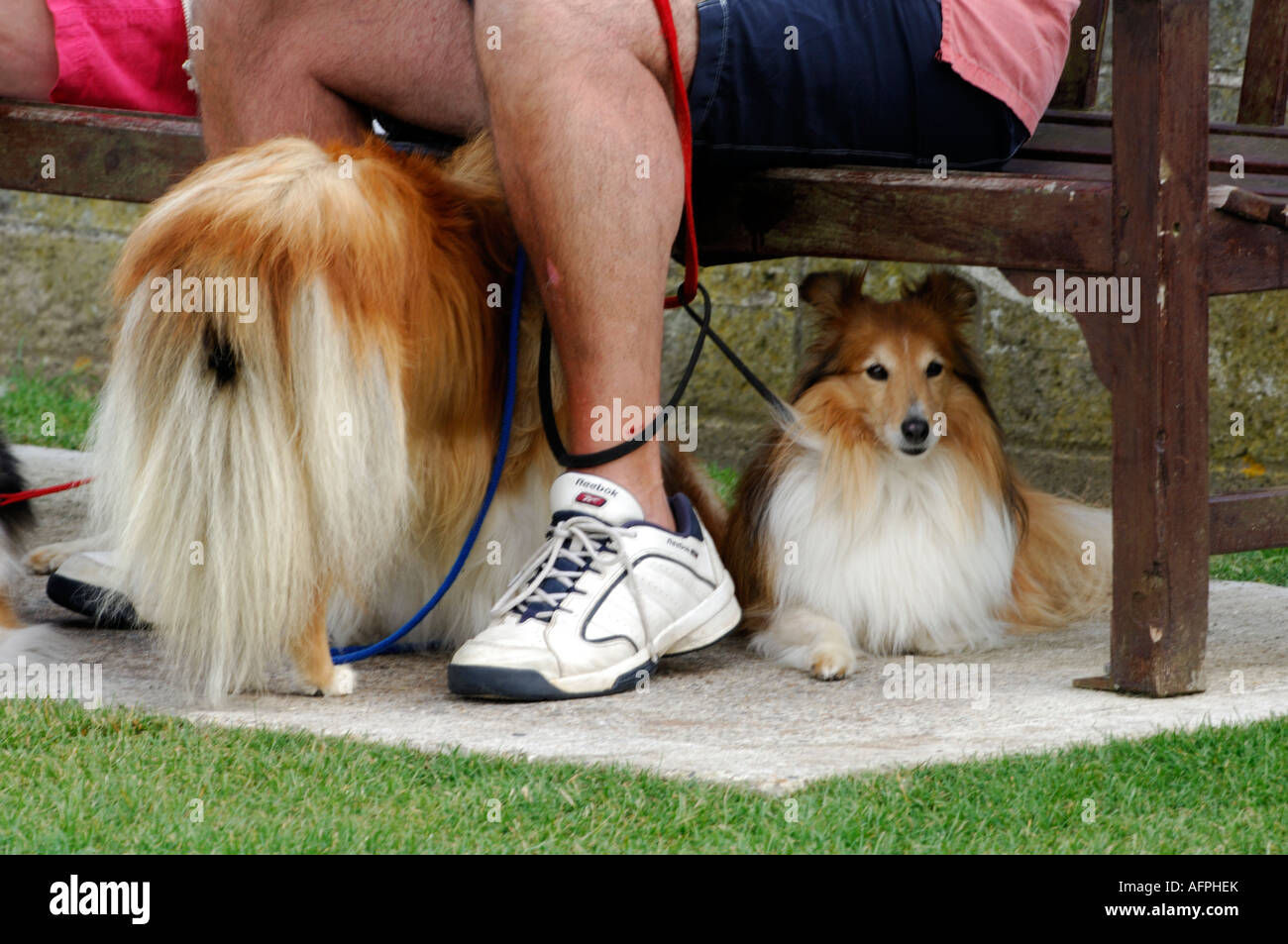 two pampered pooches spoilt dogs sitting at their owners feet underneath a park bench sitting and lying down behaving well Stock Photo