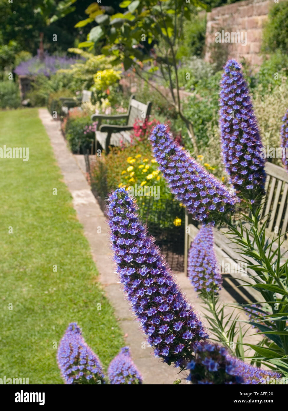 NESS BOTANIC GARDENS 'Pride of Madeira' Echium candicans flower on Terraces in summer Neston Cheshire England UK Stock Photo