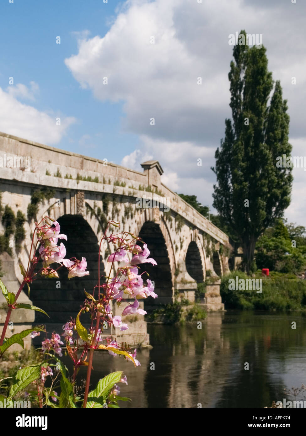 HIMALAYAN BALSAM Impatiens grandulifera beside River Severn Atcham ...