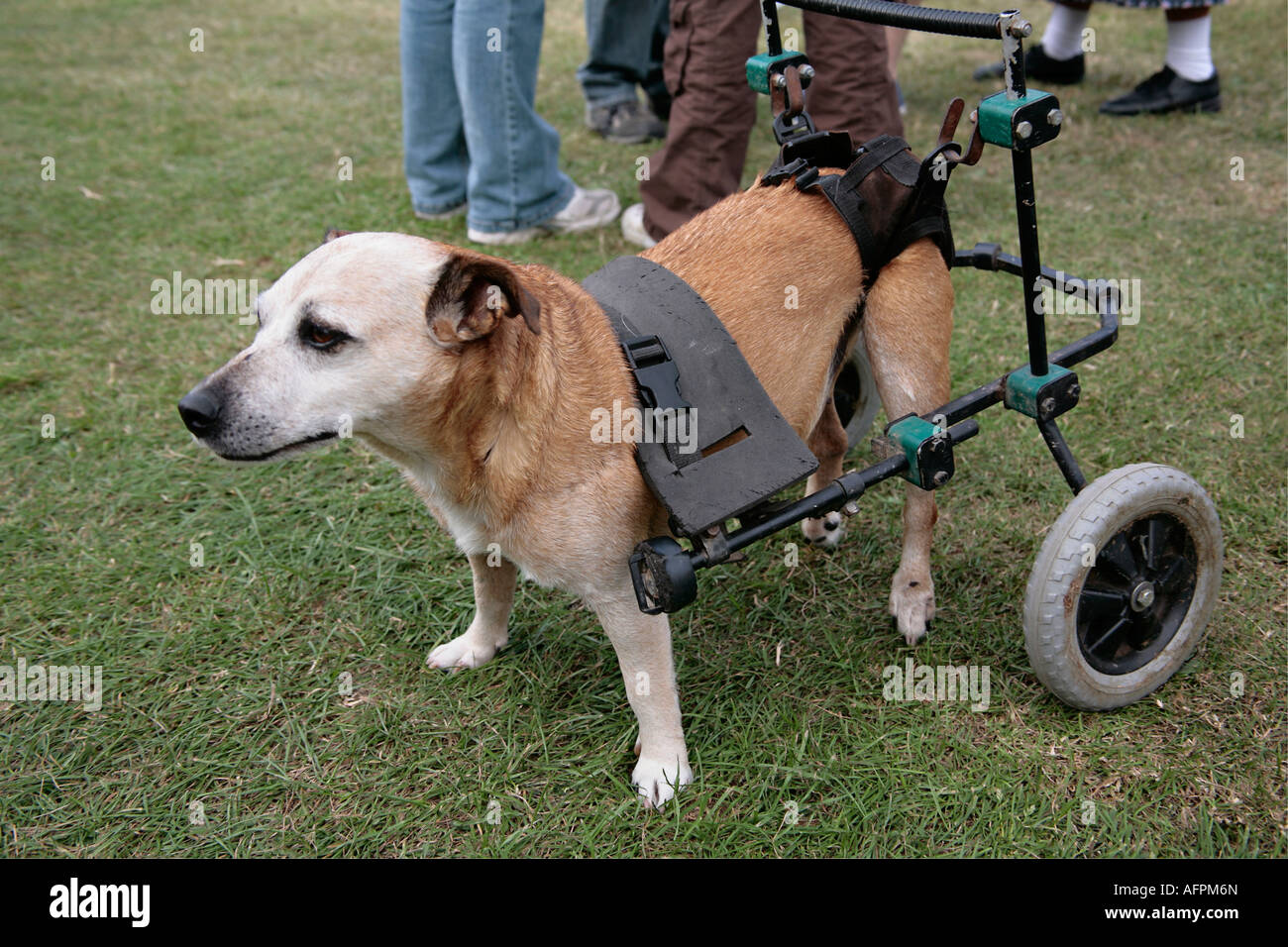 Disabled dog walking with the aid of wheeled support Stock Photo Alamy