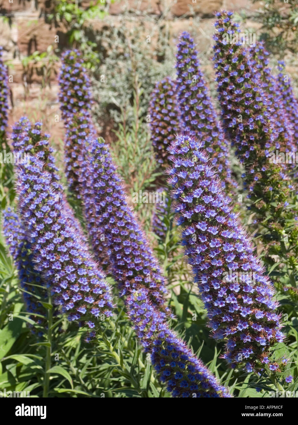 'PRIDE OF MADEIRA' Echium candicans in flower. Stock Photo