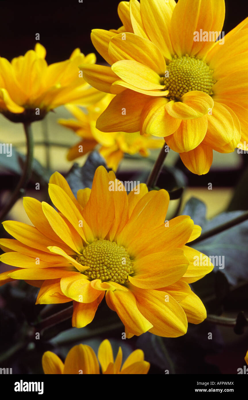 Several Yellow gold orange Chrysanthemums against a dark background with window shadow and several out of focus blooms Stock Photo