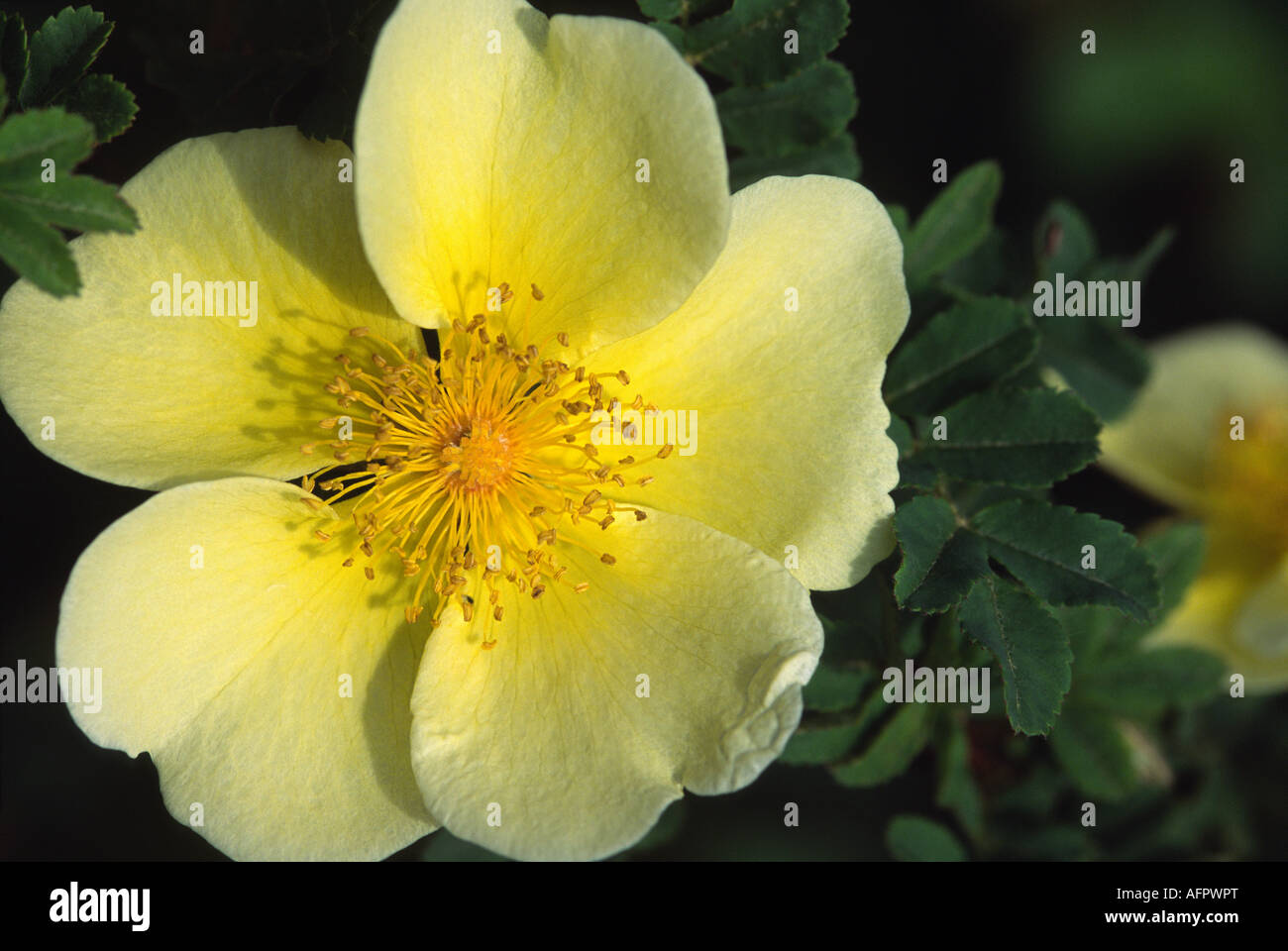 Yellow Dog Rose amidst Foliage Stock Photo Alamy