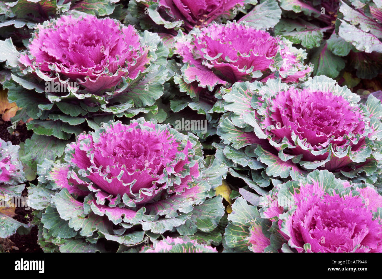 Group of Ornamental Two Colour Cabbages Stock Photo - Alamy