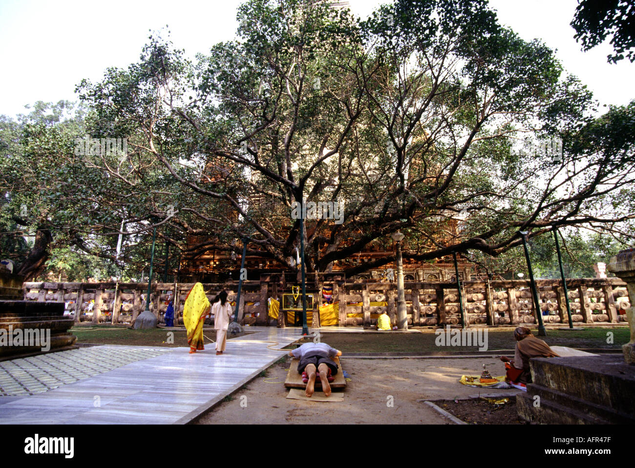 The Bodhi Tree at the birthplace of buddhism Bodhgaya India Stock Photo