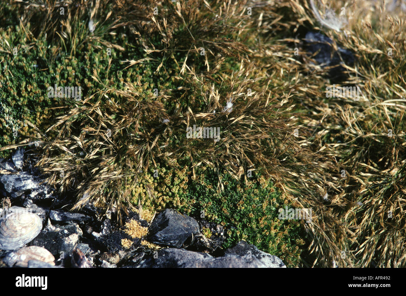 The grass Deschampsia antarctica is one of only two flowering plants in Antarctica Stock Photo
