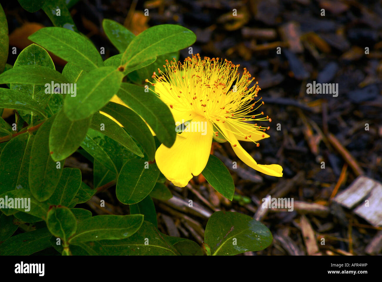 single open blossom of the yellow summersweet Stock Photo