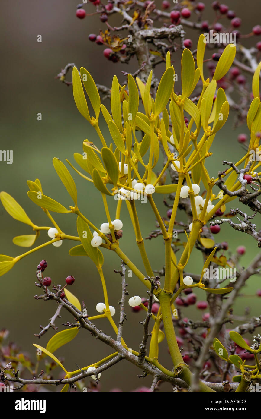 Mistletoe Viscum album growing on Hawthorn Stock Photo - Alamy - Mistletoe And Hawthorn For Acne