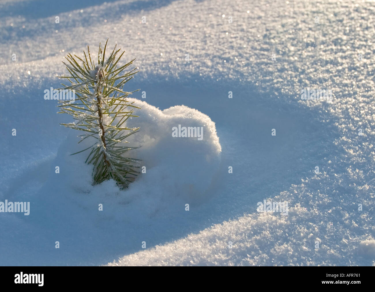 Pinus sylvestris seedling hi-res stock photography and images - Alamy
