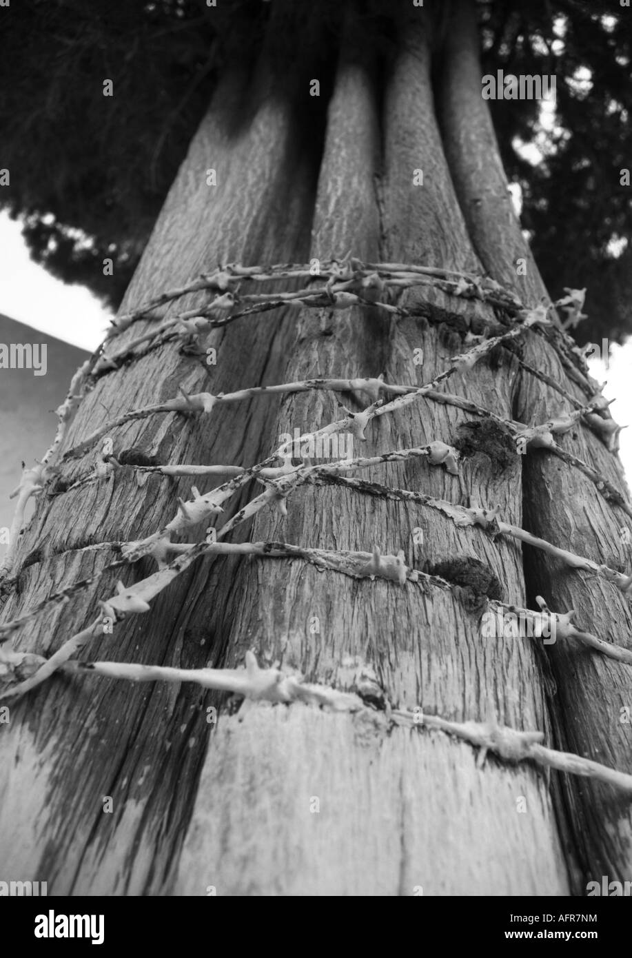 Tree trunk wrapped with barbed wire. Stock Photo