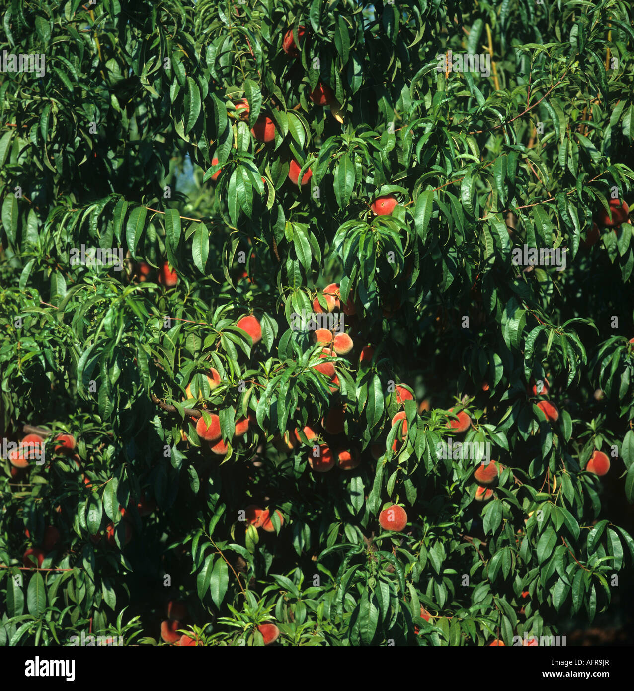 Many ripe peaches ready for picking on the tree Tuscany Italy Stock Photo