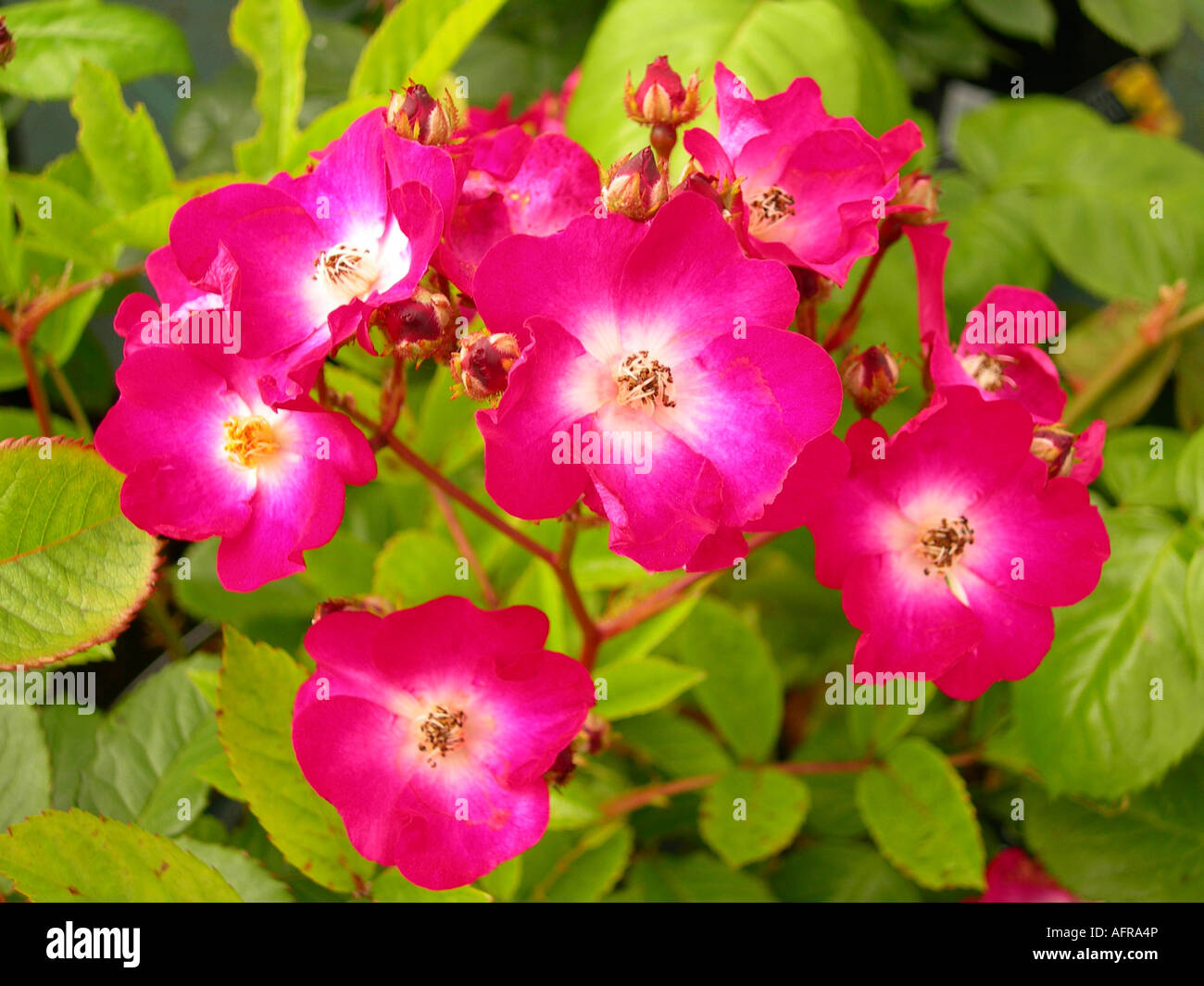 Cool pink flowers hi-res stock photography and images - Alamy