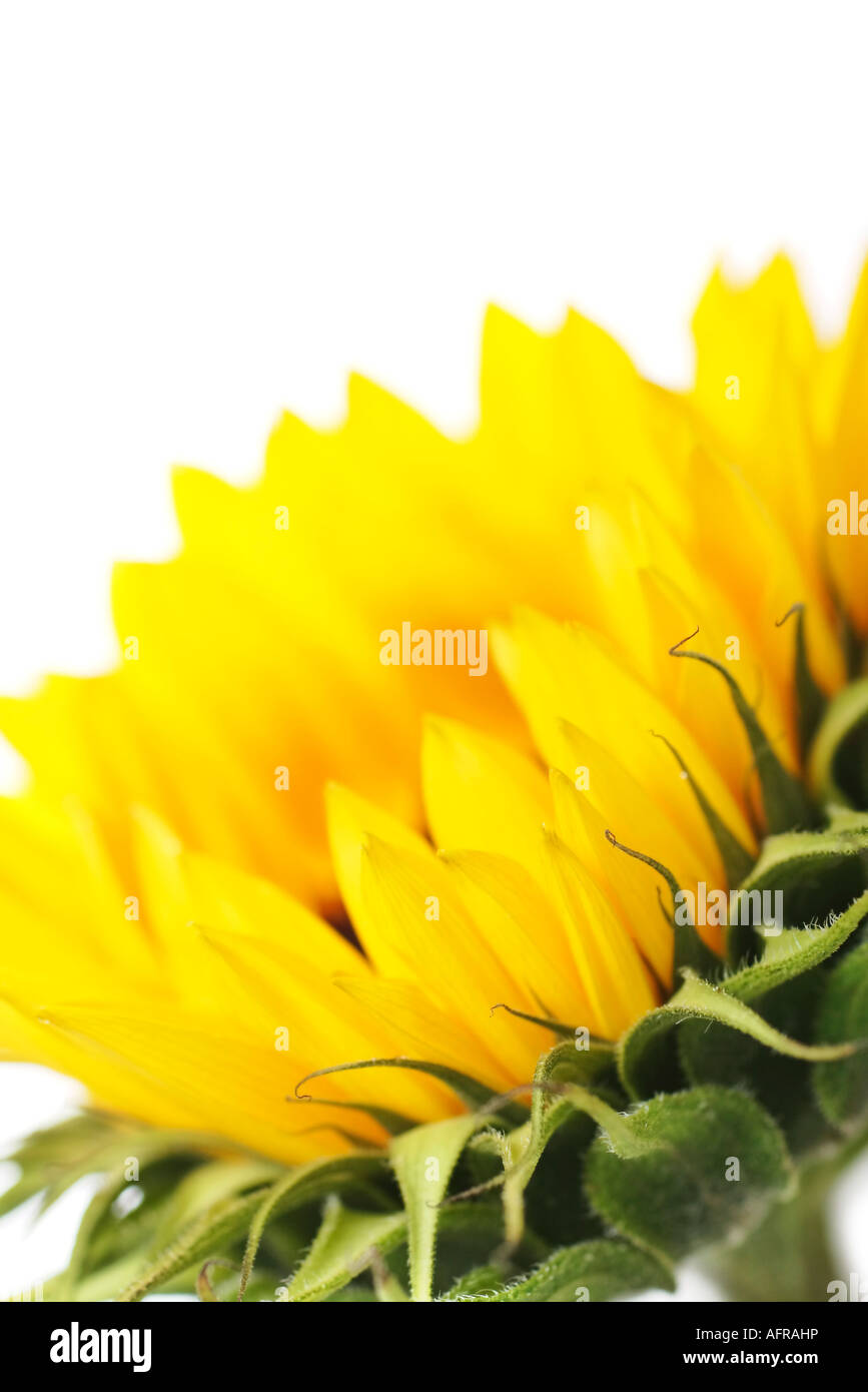 beautiful sunflower with shallow depth of field space for text Stock ...