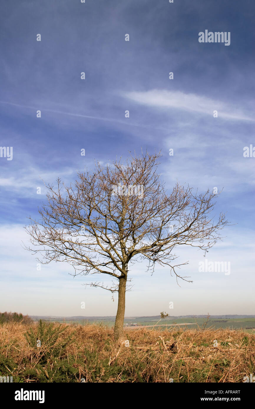 England Dorset Bere Regis Stock Photos & England Dorset Bere Regis