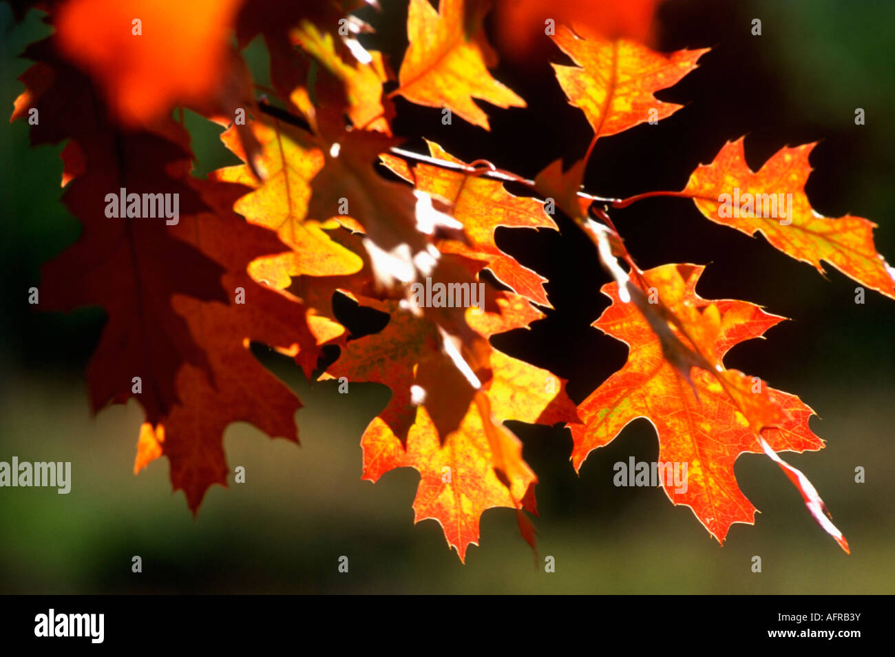 Close up of red and yellow maple tree leaves Stock Photo