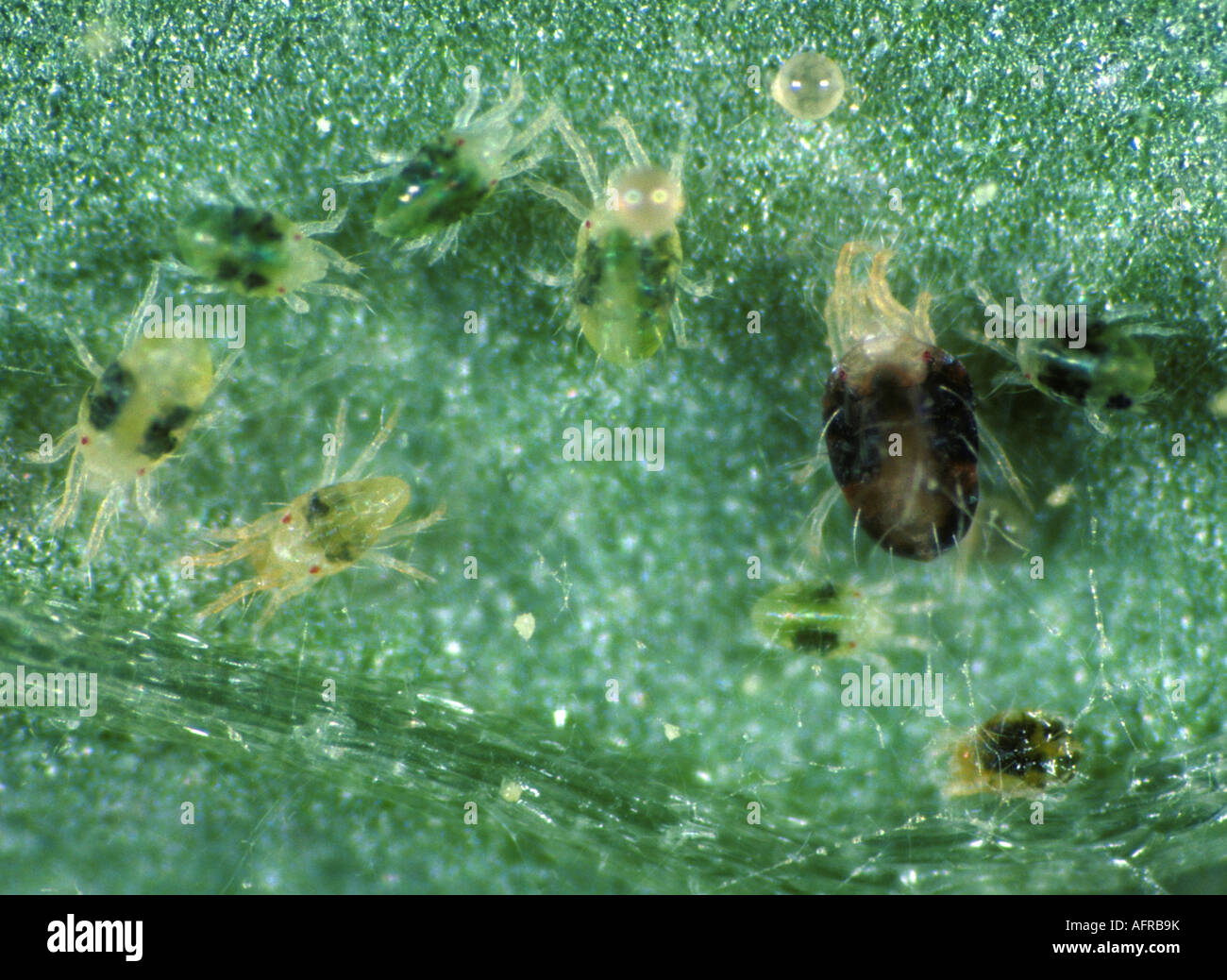 Two spotted spider mites Tetranychus urticae adults immatures eggs Stock Photo