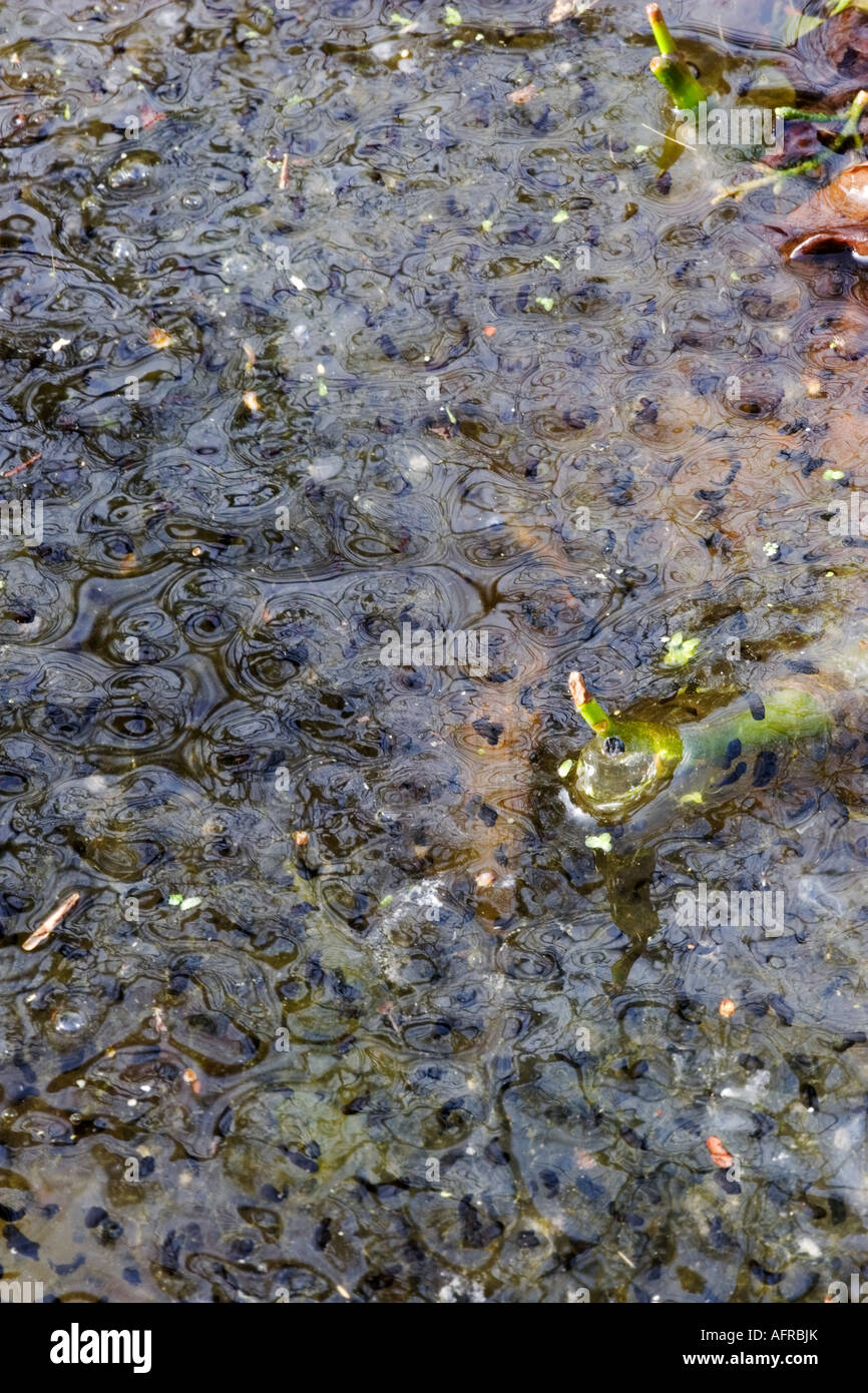FROG SPAWN IN A POND Stock Photo