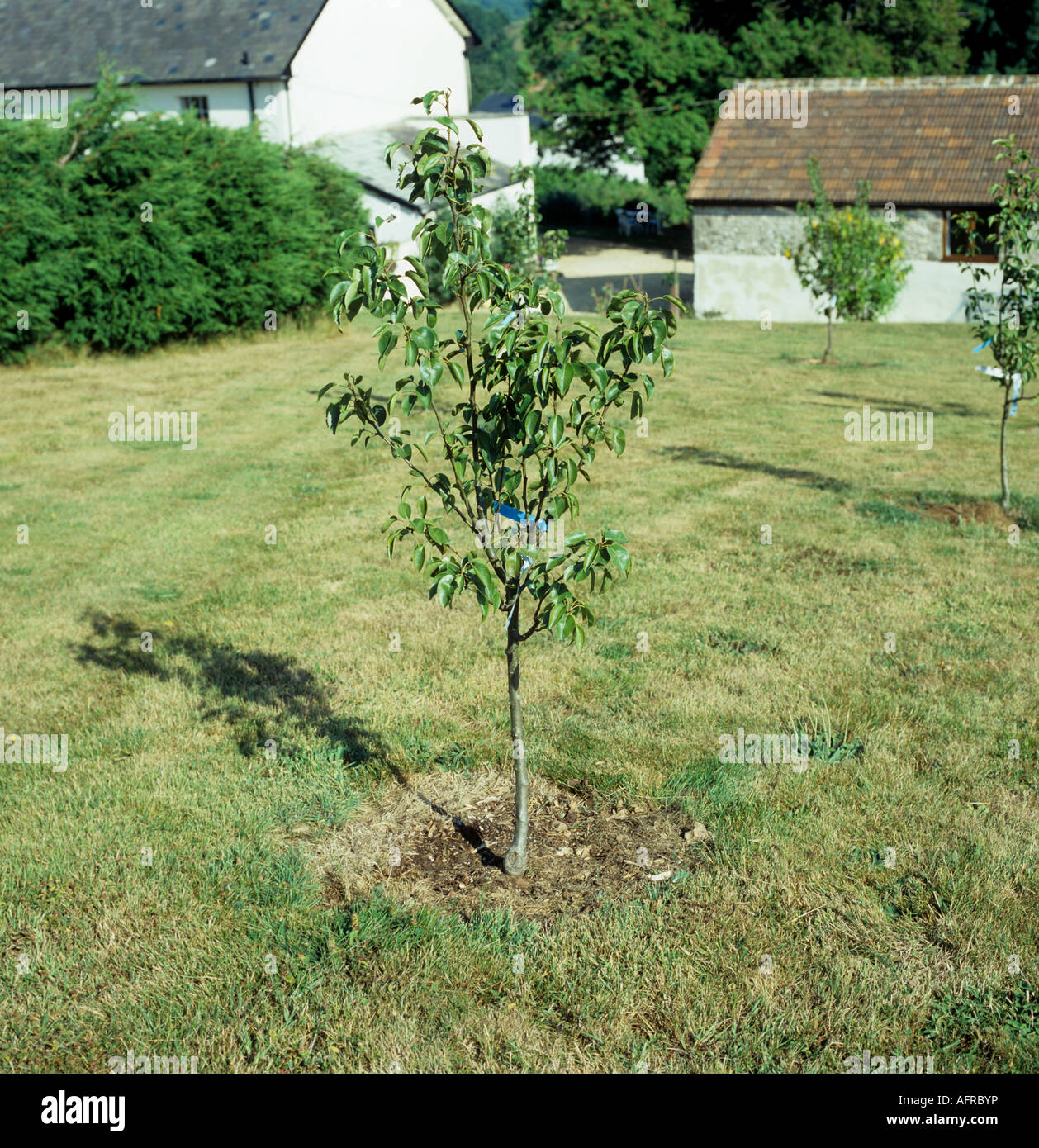 Young pear tree in lawned garden with house and barn behind Devon UK Stock Photo