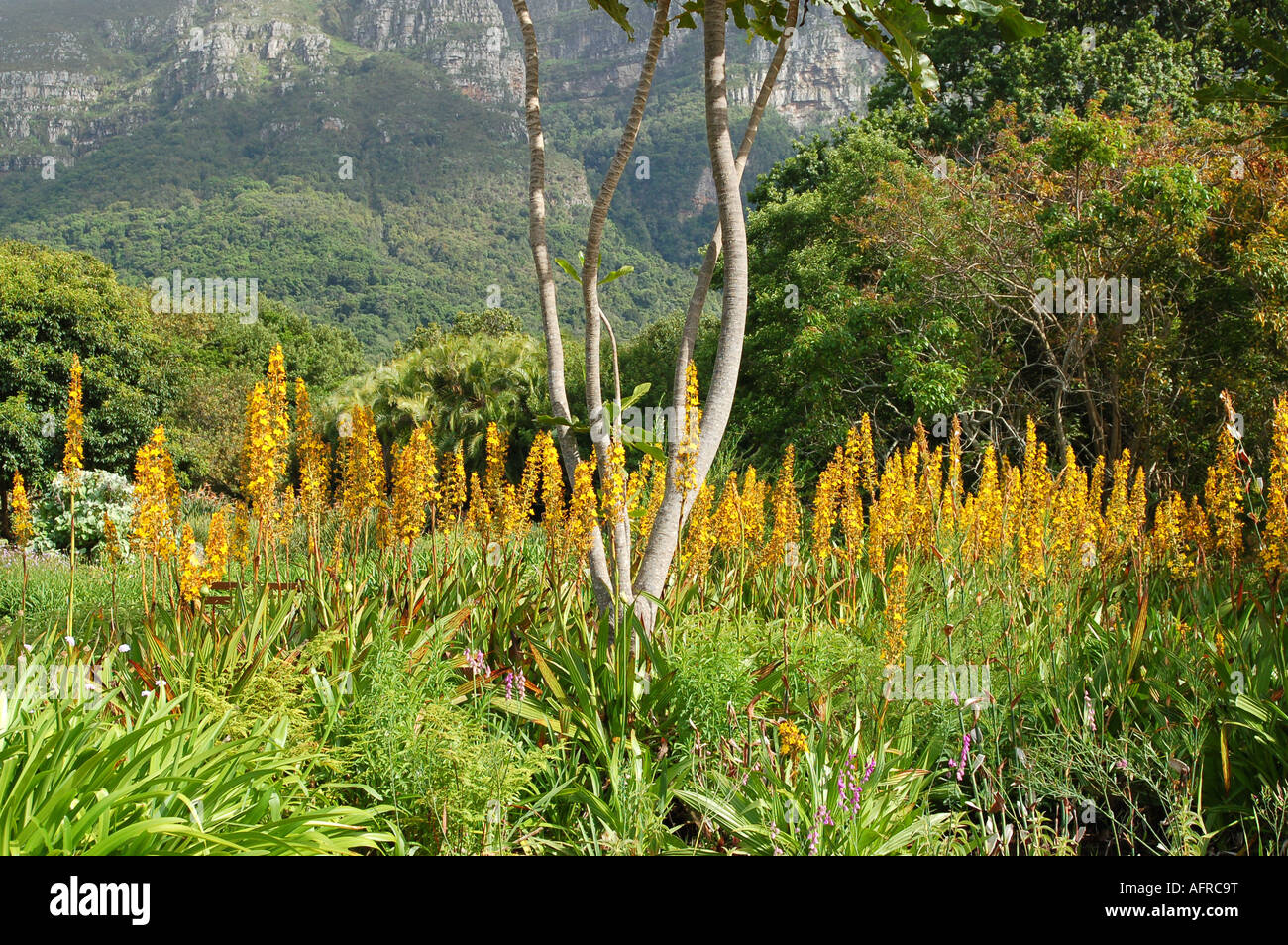 Wachendorfia thyrsiflora National botanic garden Kirstenbosch Cape town South Africa Stock Photo