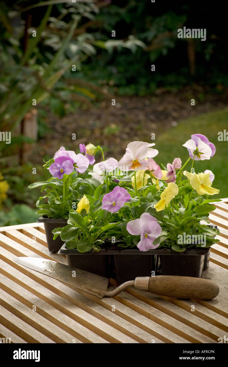 Lilac and yellow Pansies in plastic punnets on a garden table with a trowel ready for planting in a UK garden. Stock Photo