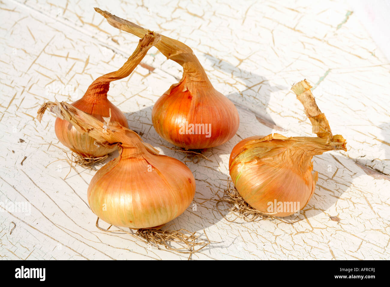 Four Onions Onion Stuttgarter variety flat onion outside Stock Photo