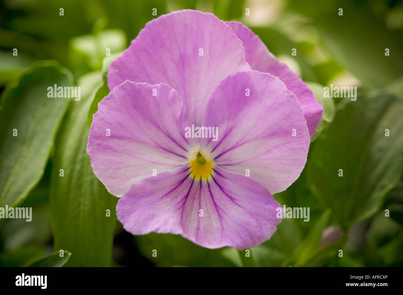 Close up of pale purple pansy Stock Photo