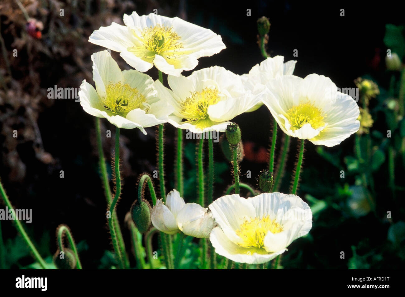 Close up of white poppies Stock Photo
