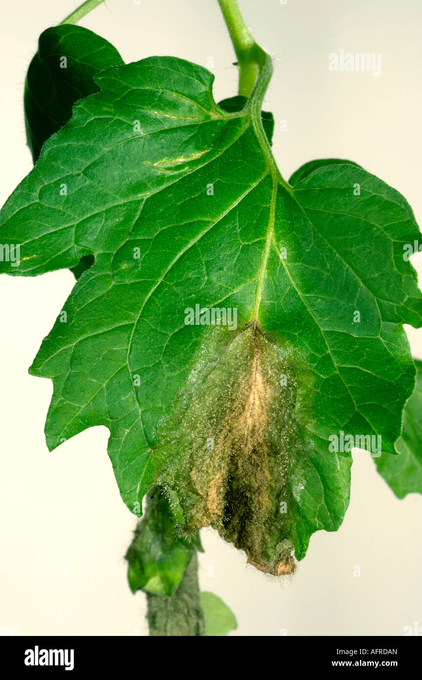 Grey mould Botrytis cinerea on bottom of a tomato leaf late in the season Stock Photo