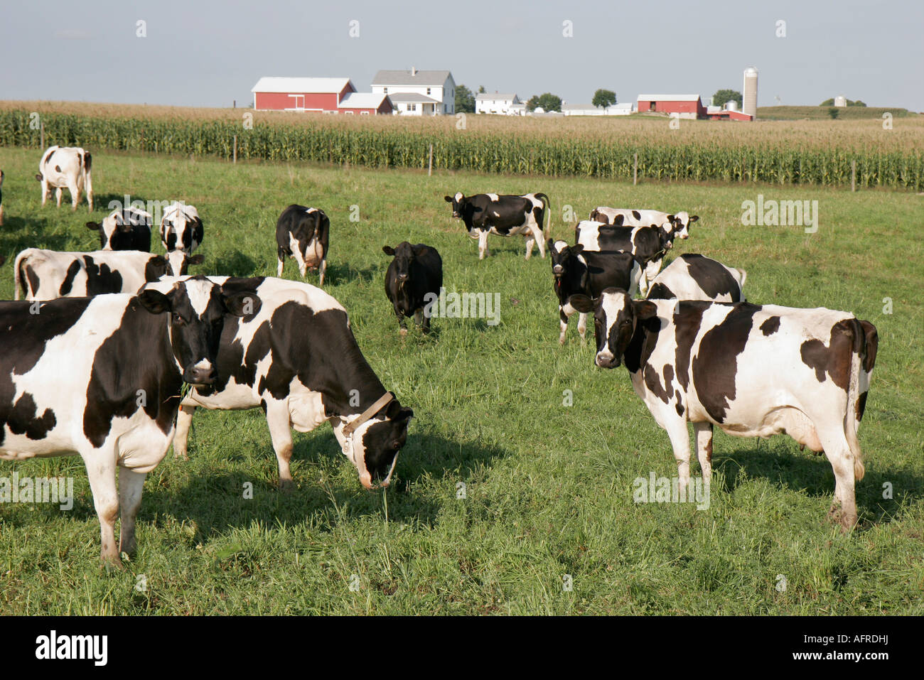 Indiana Shipshewana Amish farm cows pasture cornfield Stock Photo