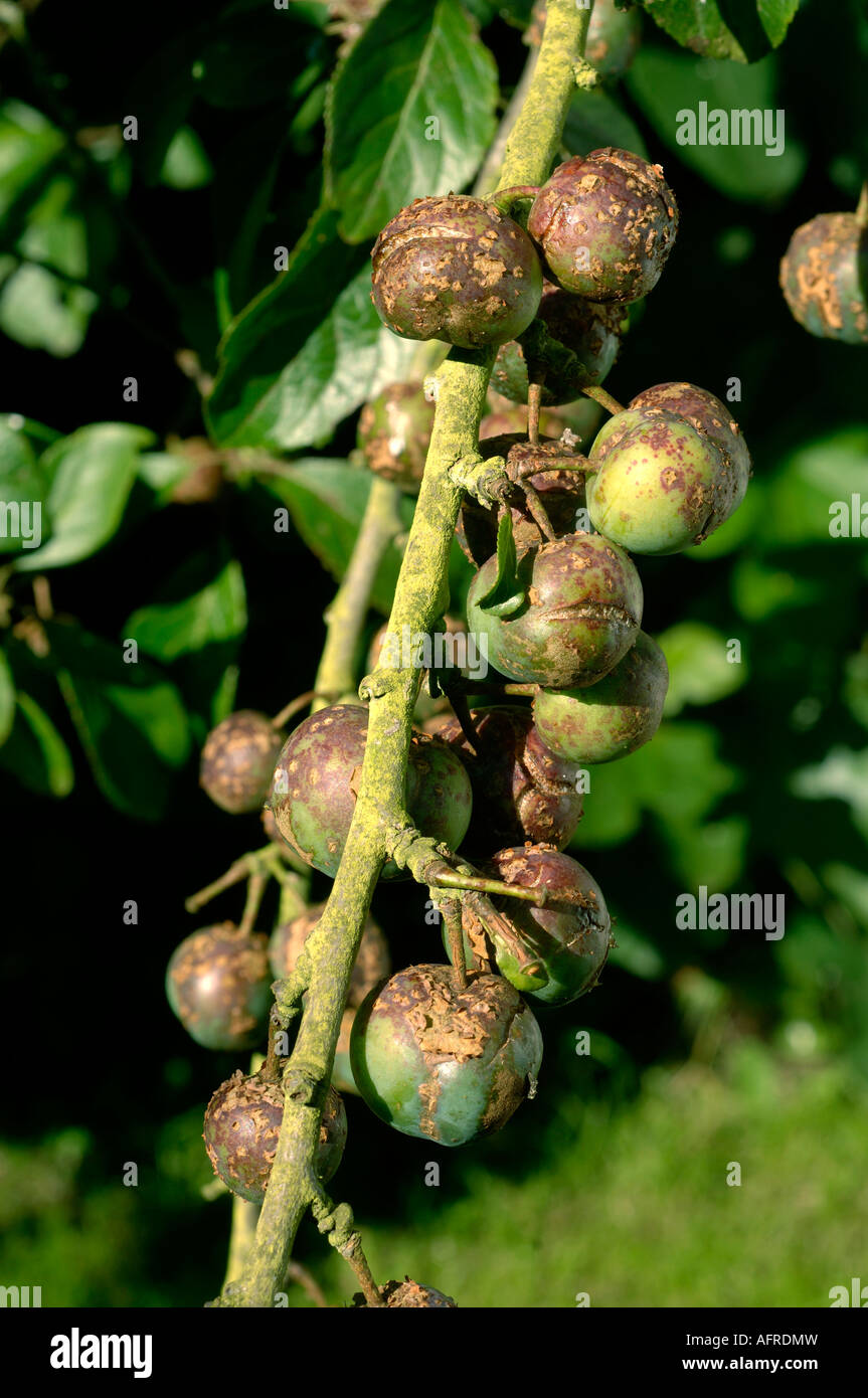 Plum scab Fusicladum carpophilum fruit infected split and scabbed Stock Photo