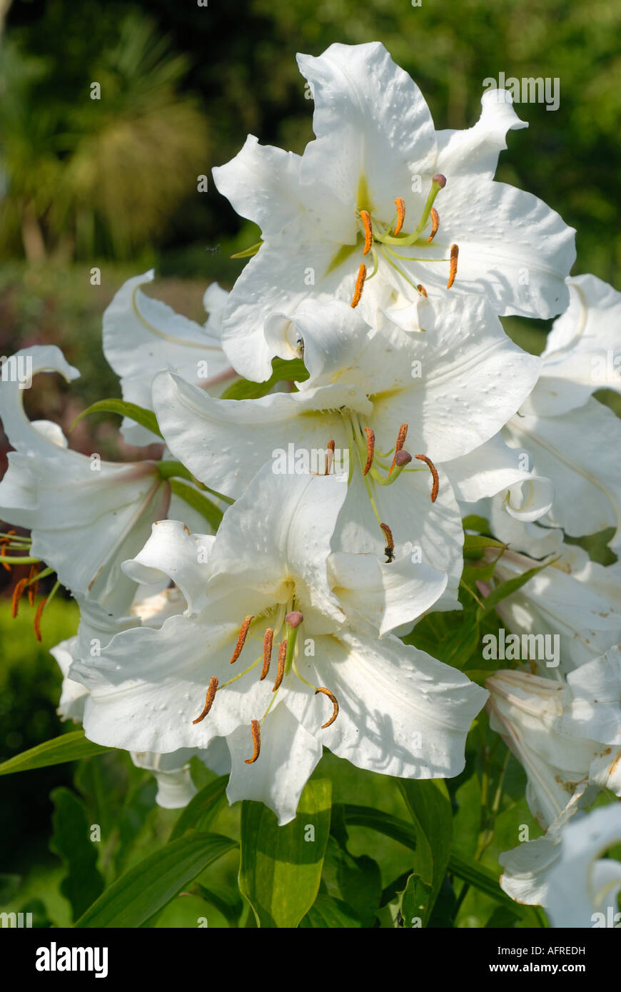 Regal lily Lilium regale in white flower with flower buds Stock Photo