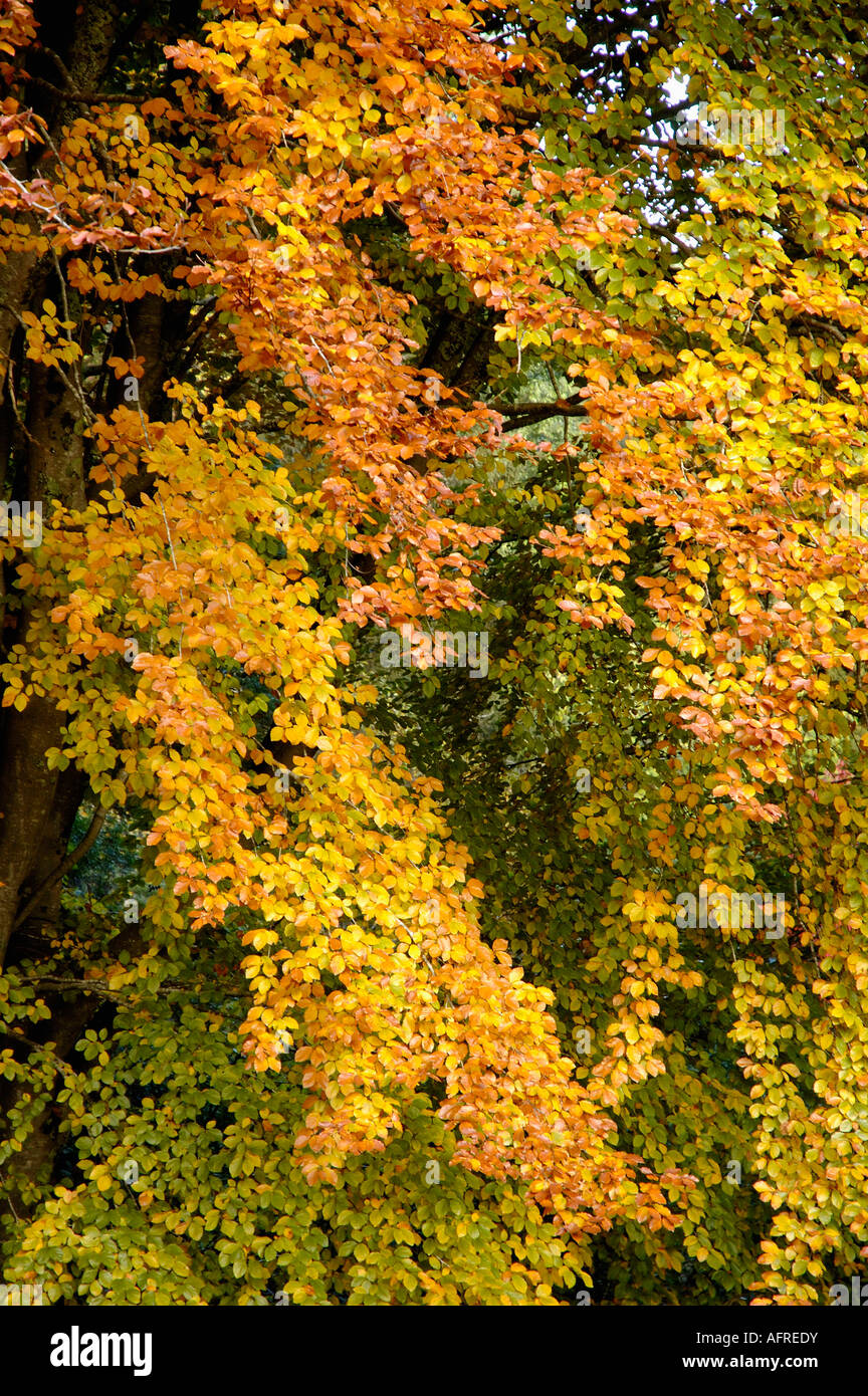 Beech tree with leaves turning to Autumn gold Stock Photo - Alamy
