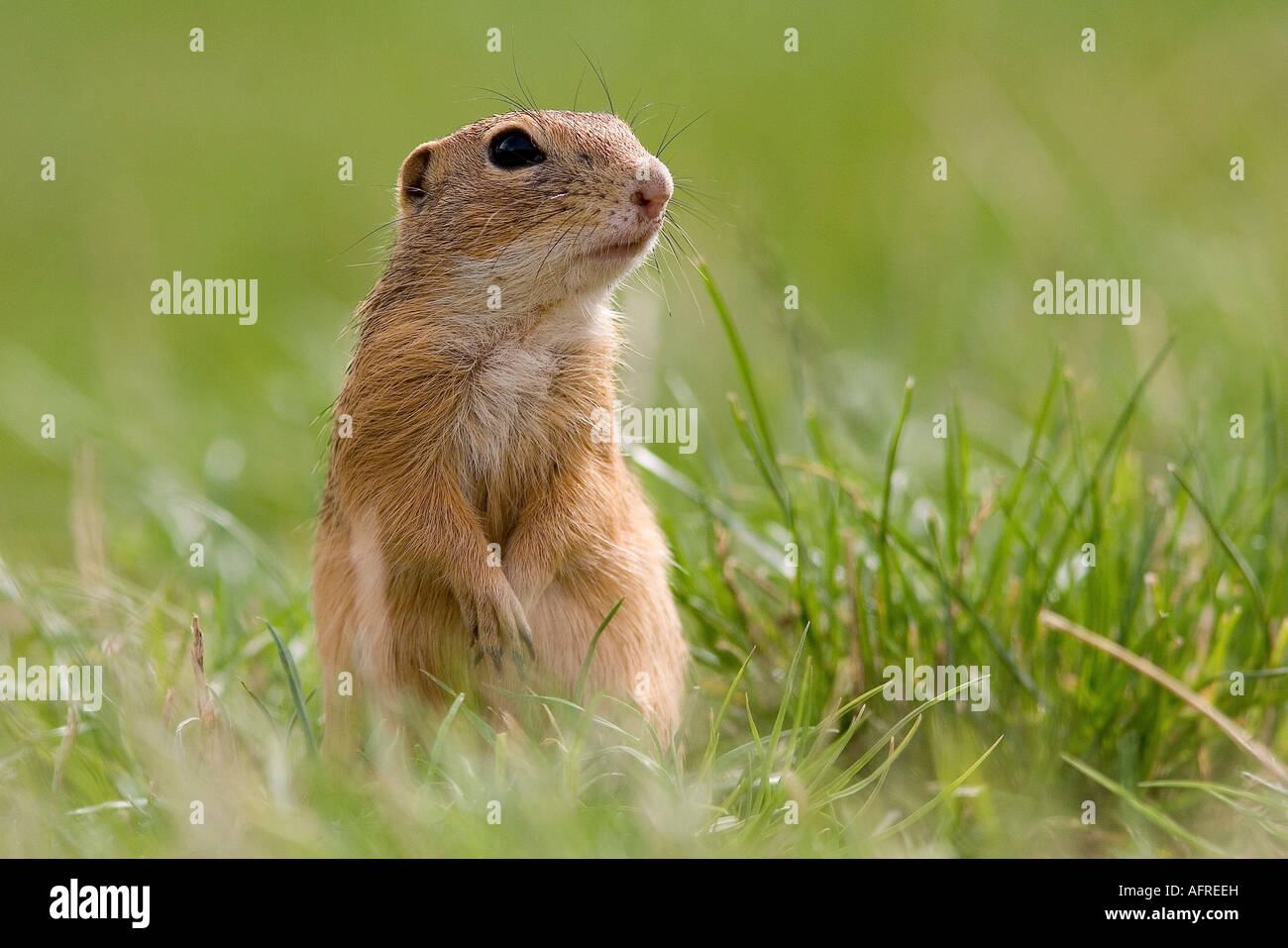Europaeisches Ziesel High Resolution Stock Photography And Images Alamy