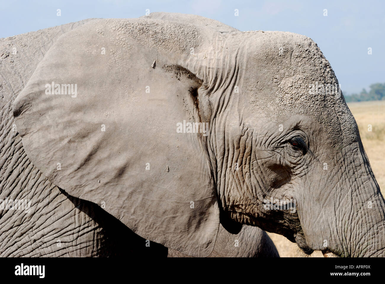 Close up portrait of a female elephant Amboseli National Park Kenya East Africa Stock Photo