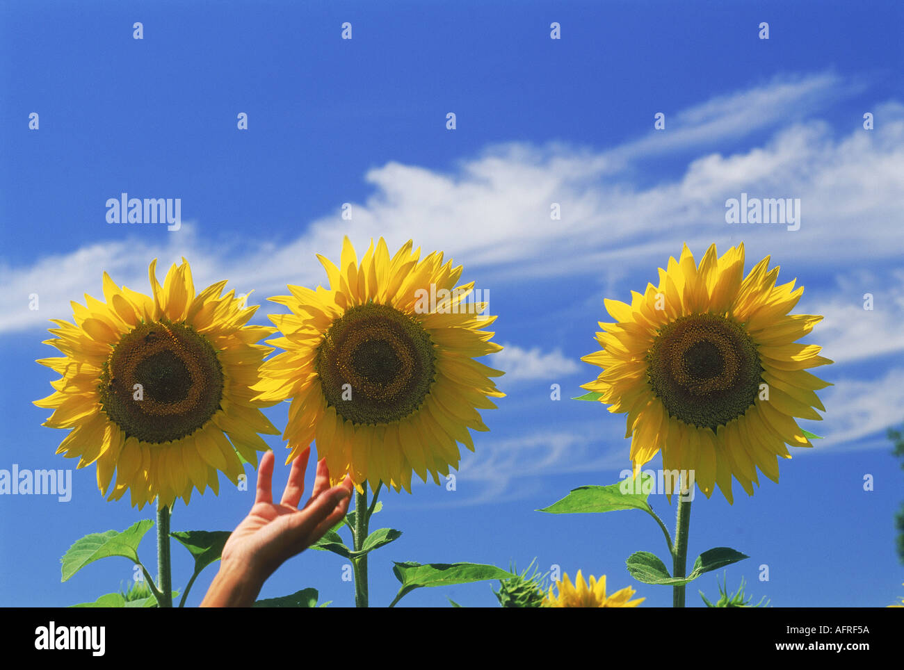 Childs hand reaching for sunflower Stock Photo