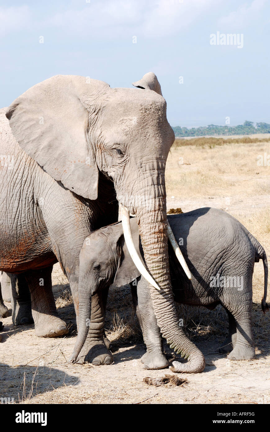 Female Elephant