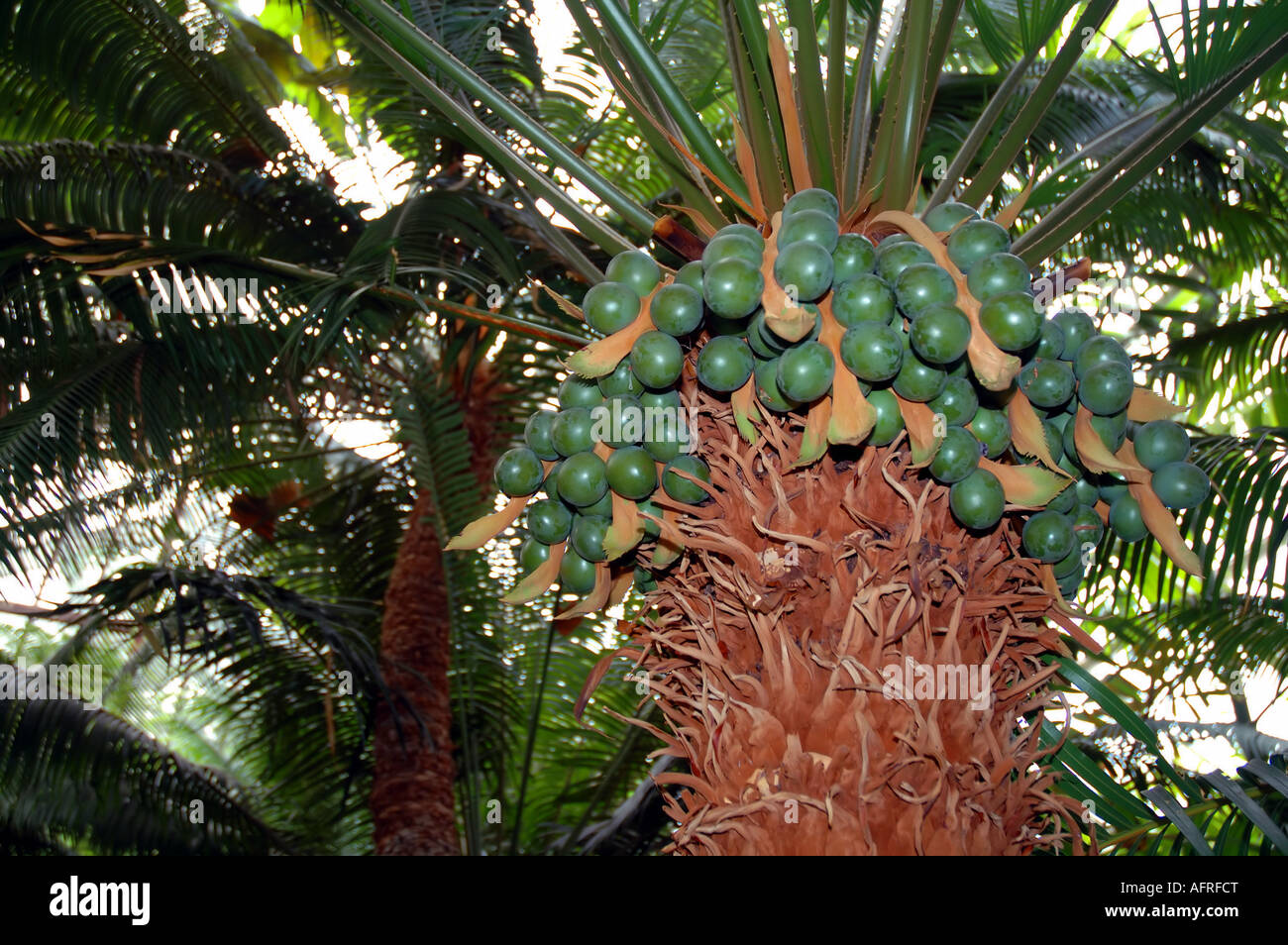 Green fruits of the queen sago Cycas rumphii complex Stock Photo