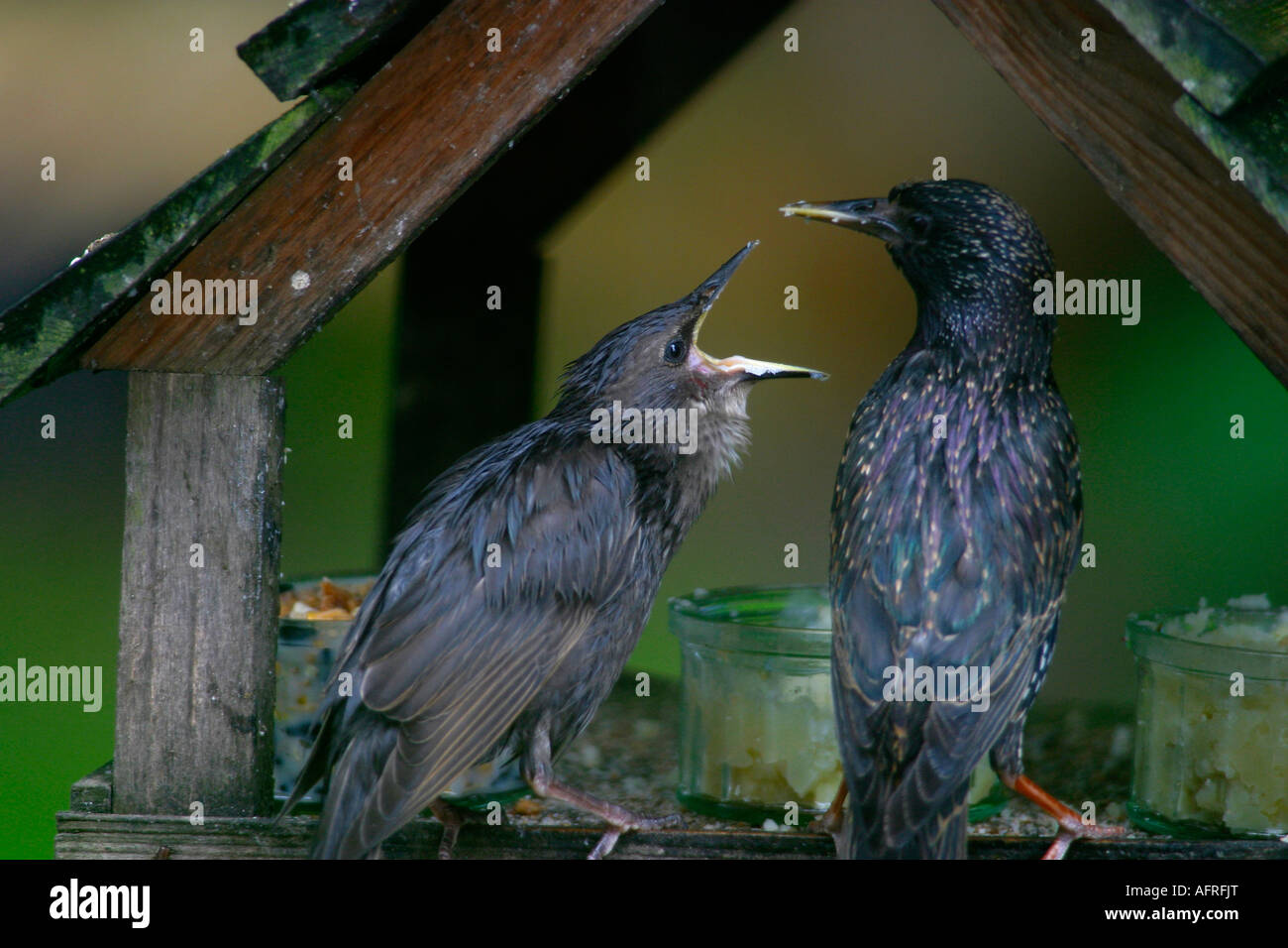 Fladling Starling Fledgling Care