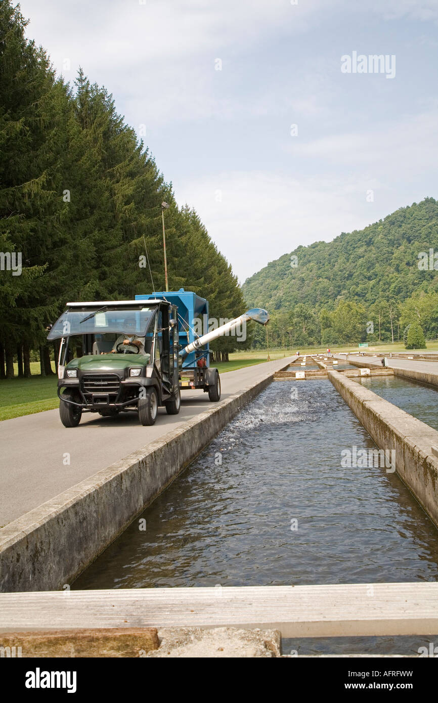 Feeding Fish at Fish Hatchery Stock Photo Alamy