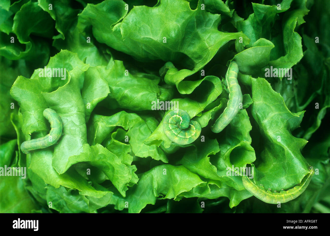 Caterpillars on lettuce Stock Photo Alamy