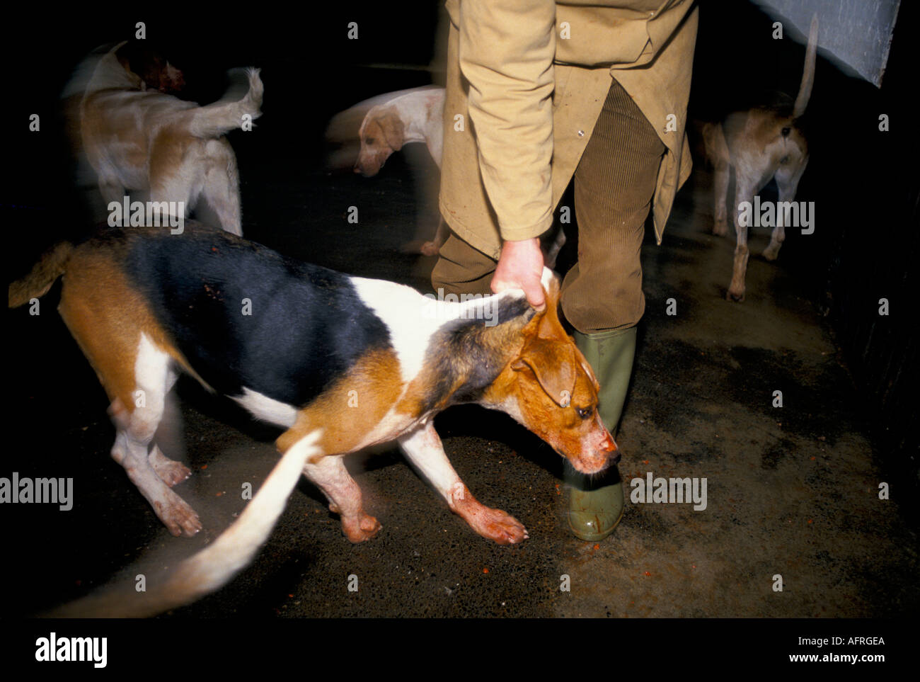 Fox hounds with Kennel man at the Kennels of the Duke of Beaufort Hunt