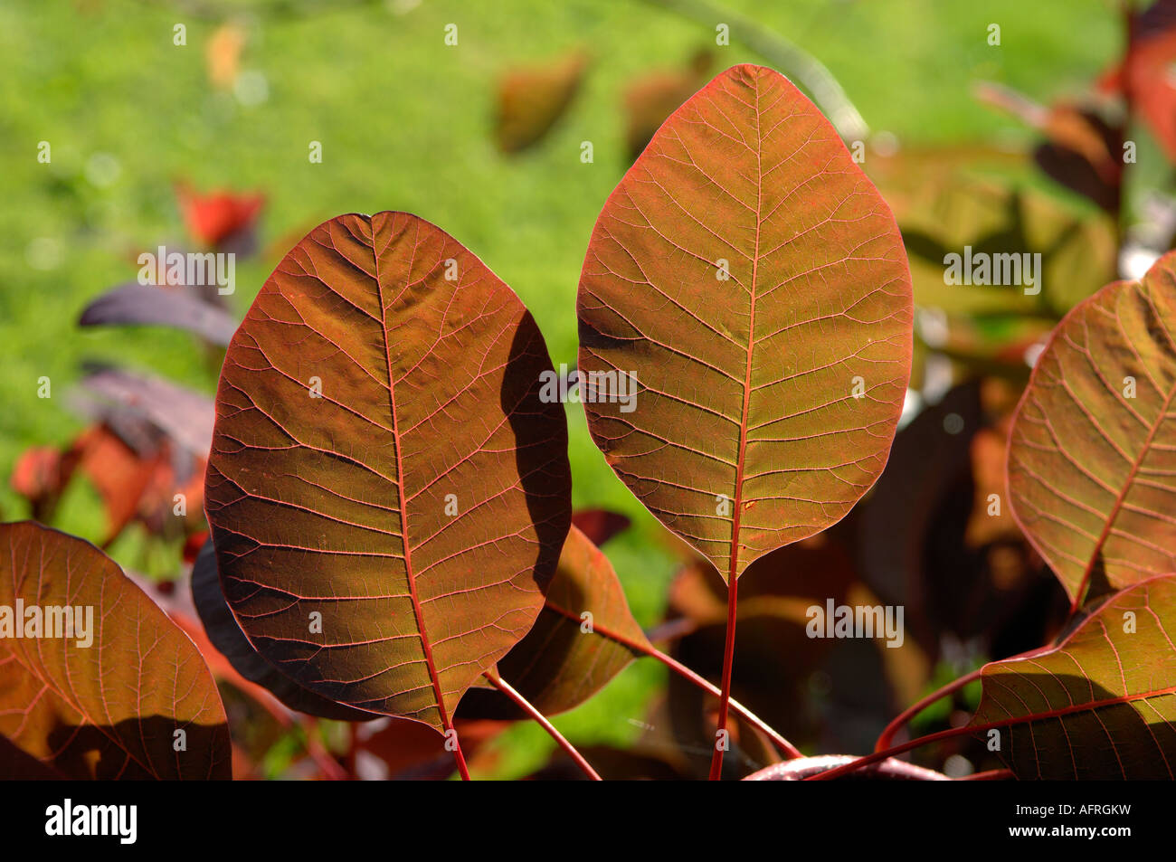 Light shining through the dark red leaves of a smoke tree Cotinus coggygria Stock Photo