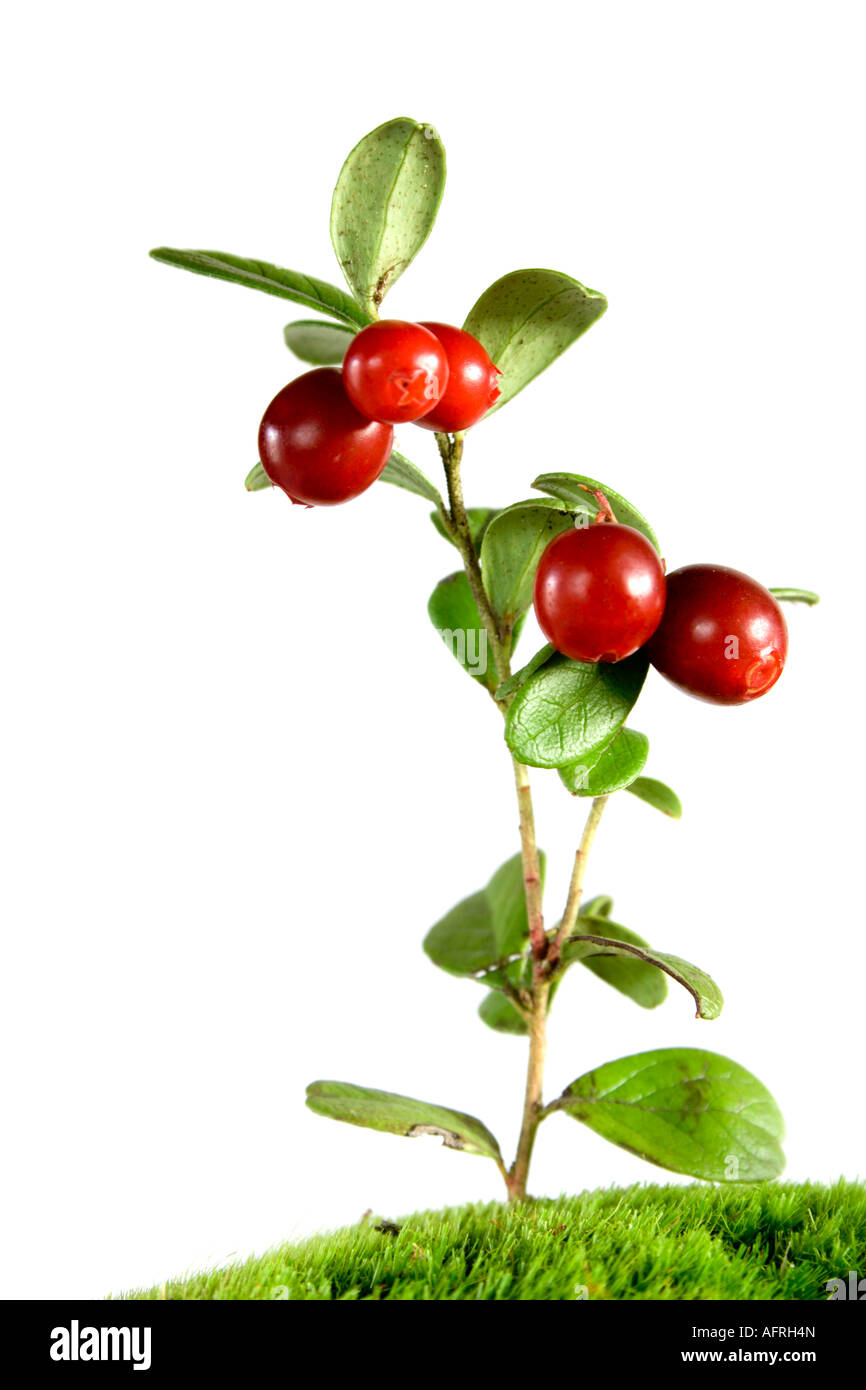 very tasty lingonberries isolated on white Stock Photo