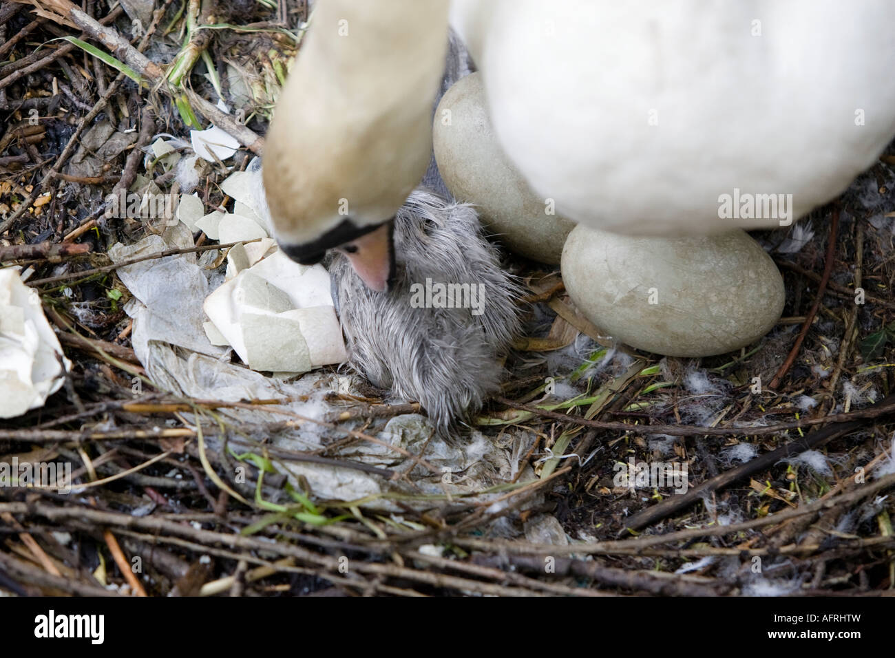 Swan tending to eggs and newborn cygnet as her offspring hatch in nest River Stour Sudbury Suffolk England Stock Photo