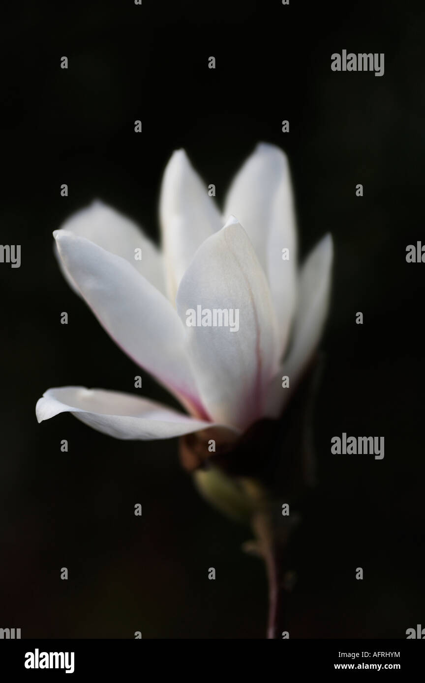 MAGNOLIA X SOULANGEANA ALBA Stock Photo - Alamy