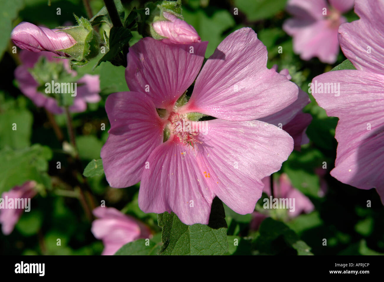 Lavatera olbia rosea flowers and leaves in mid summer Devon Stock Photo